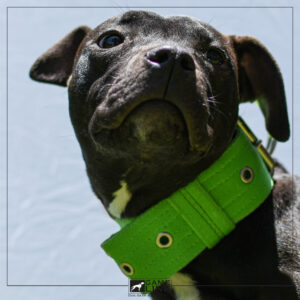 Collar GameLine 5C