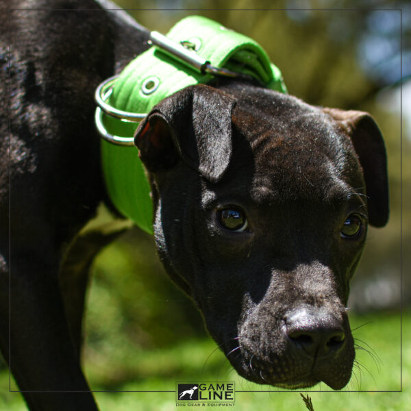 Collar GameLine 5C - Image 4